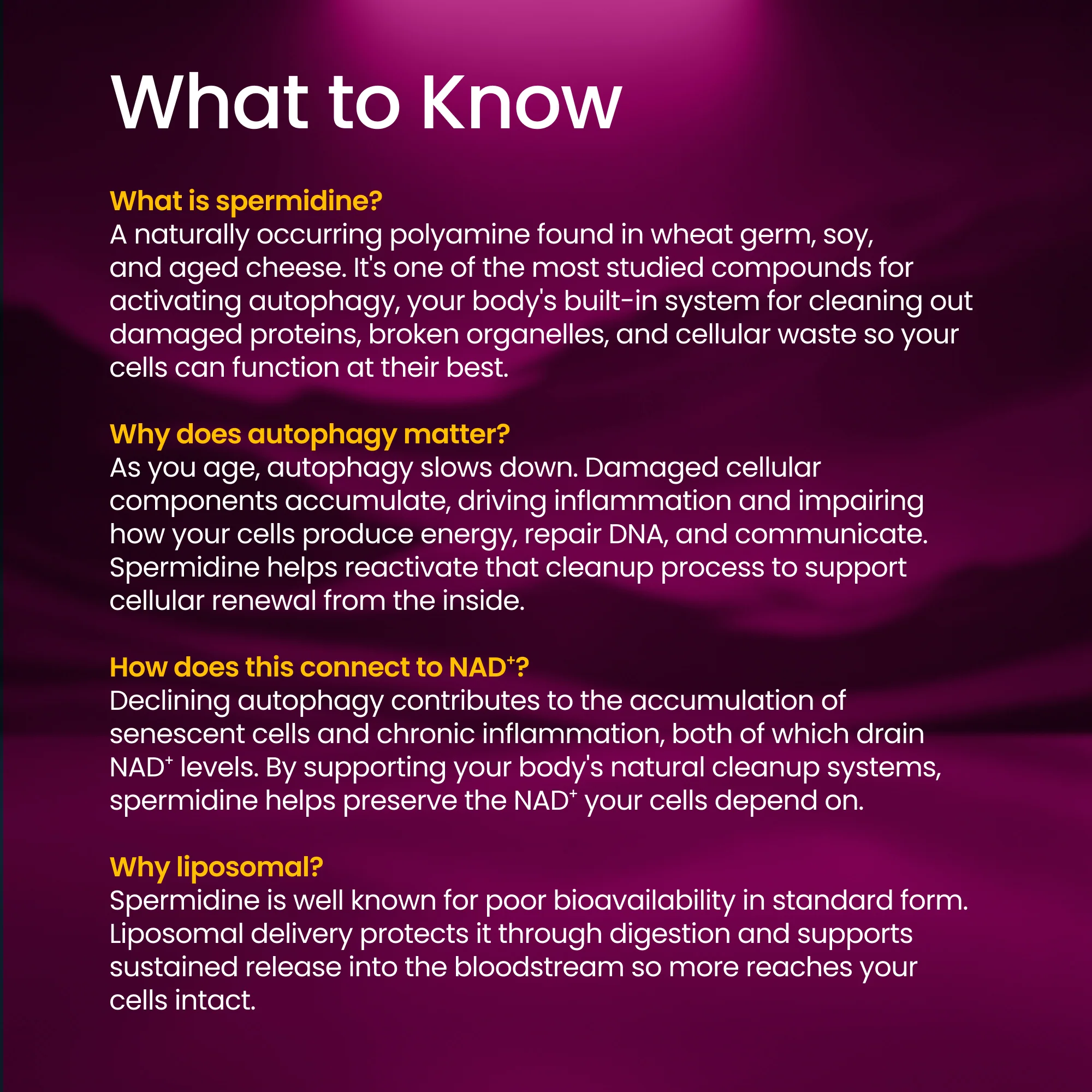 Spermidine - Image 4